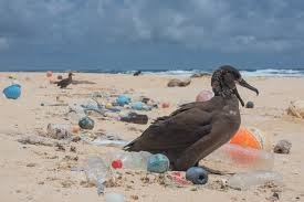 A seabird standing on a beach littered with plastic debris