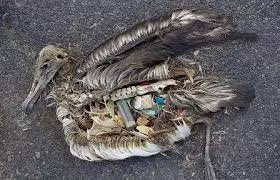 A dead albatross, its stomach full of ingested plastic