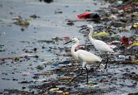 Egrets wading through a shoreline thick with plastic waste