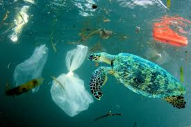 A sea turtle swimming among floating plastic bags